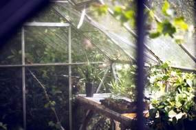 Looking into greenhouse